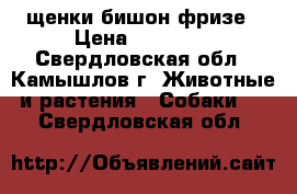 щенки бишон фризе › Цена ­ 20 000 - Свердловская обл., Камышлов г. Животные и растения » Собаки   . Свердловская обл.